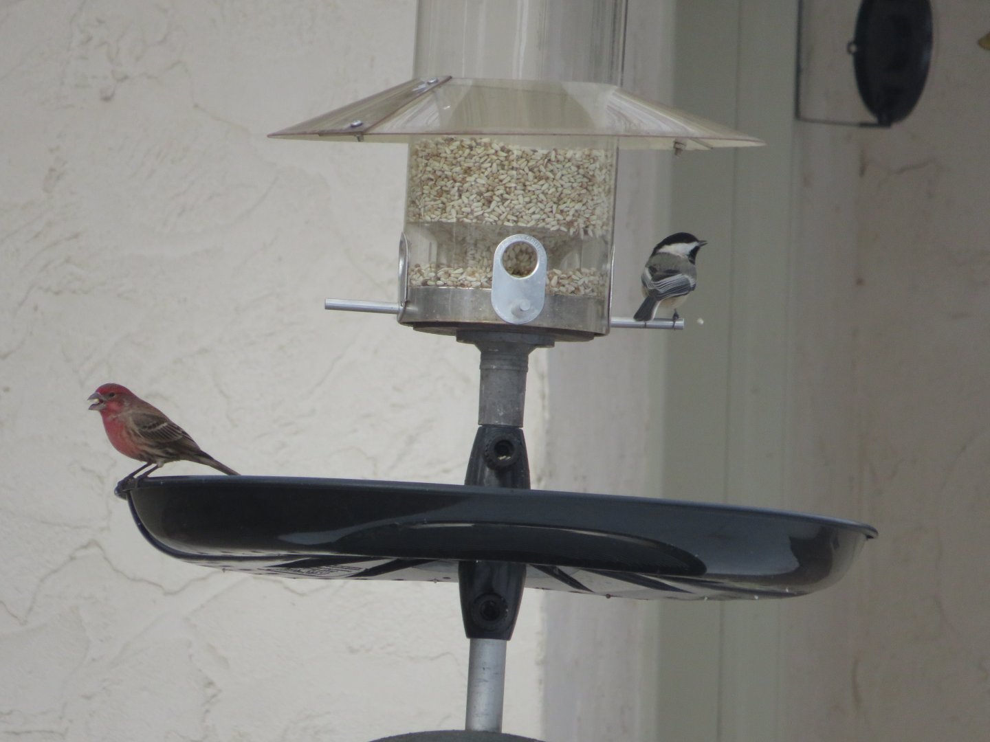 Friends? Black-Capped Chickadee and House finch