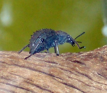 Frigate Island giant darkling beetle (Polposipus herculeanus)