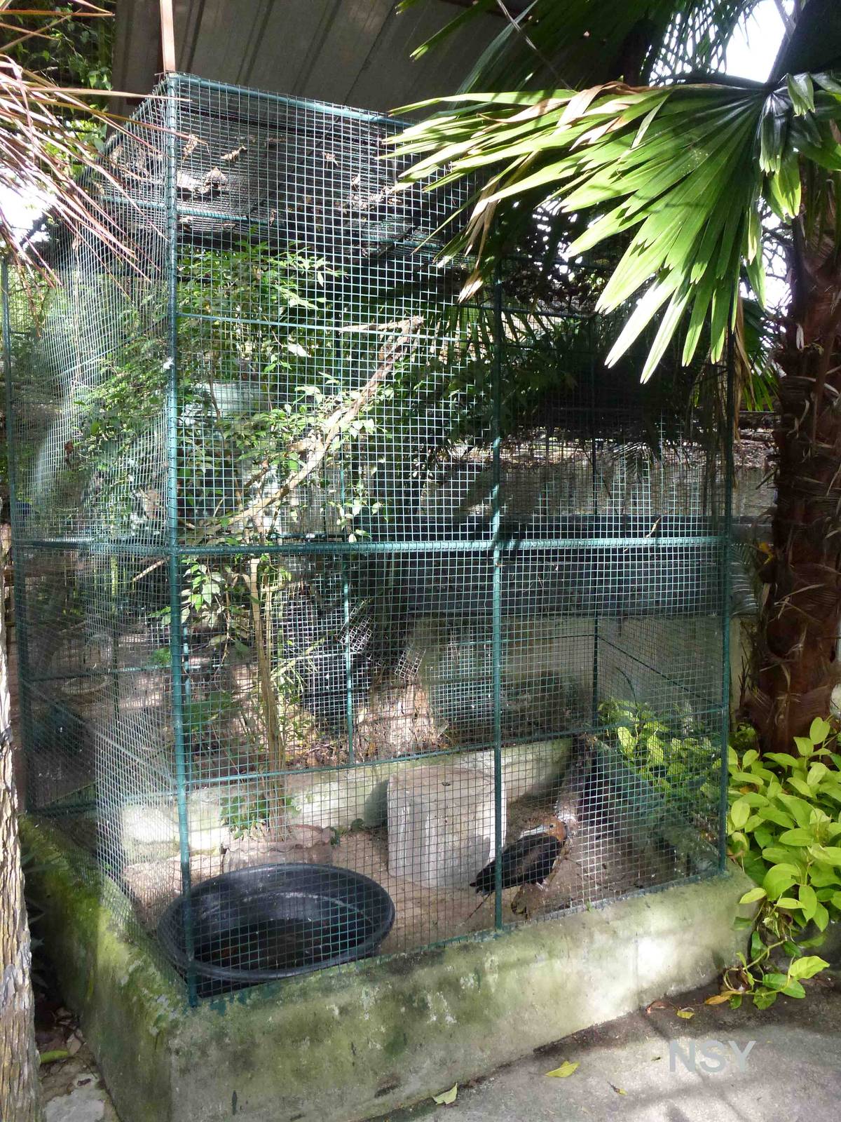 Frigatebird cage, June 2013.