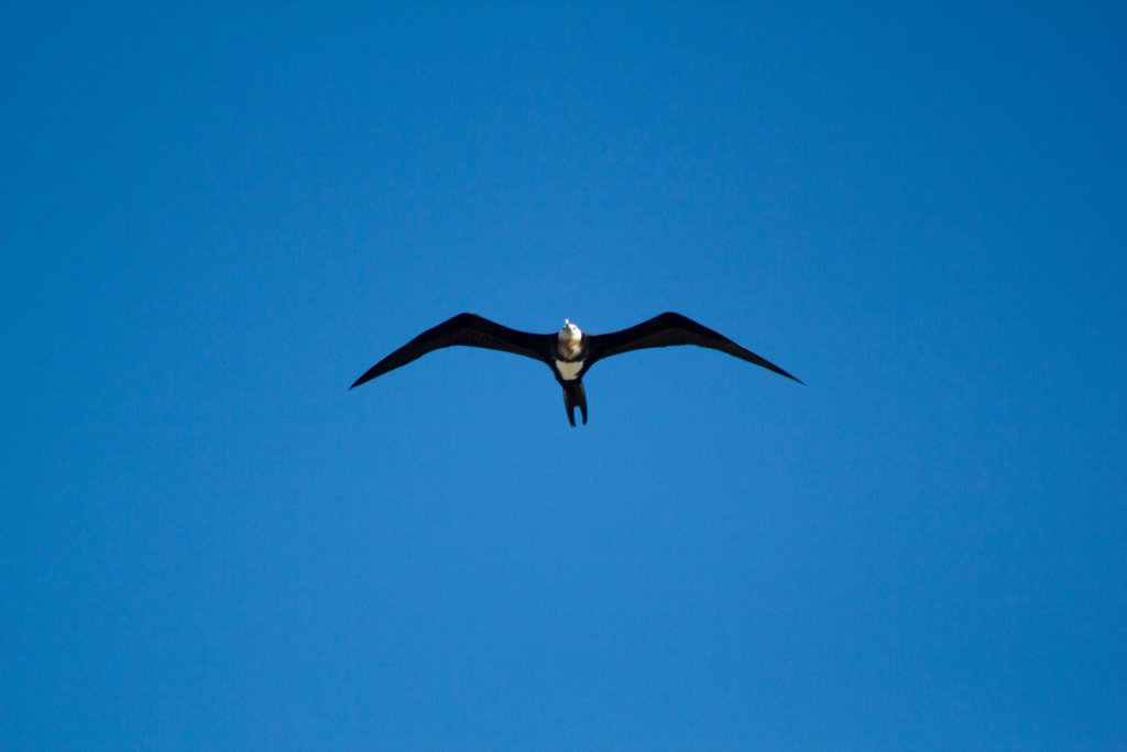 Frigatebird (Fregata ariel)