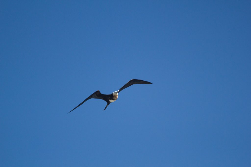 Frigatebird (Fregata ariel)