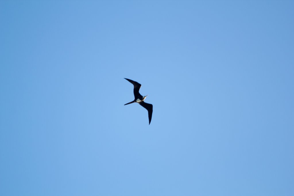 Frigatebird (Fregatta ariel)