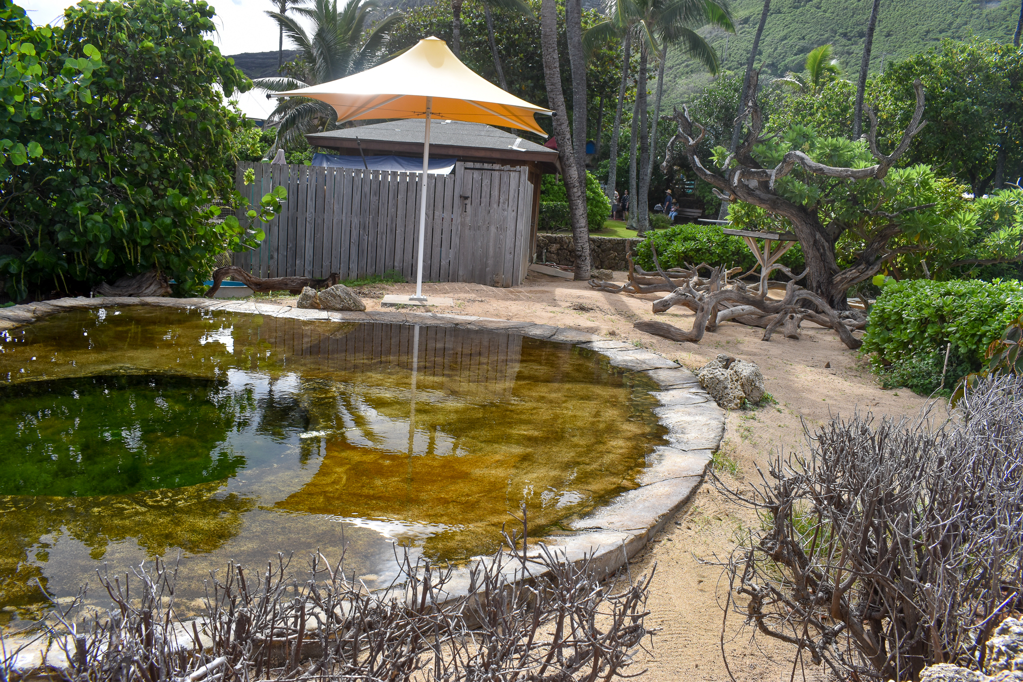 Frigatebird/shearwater enclosure