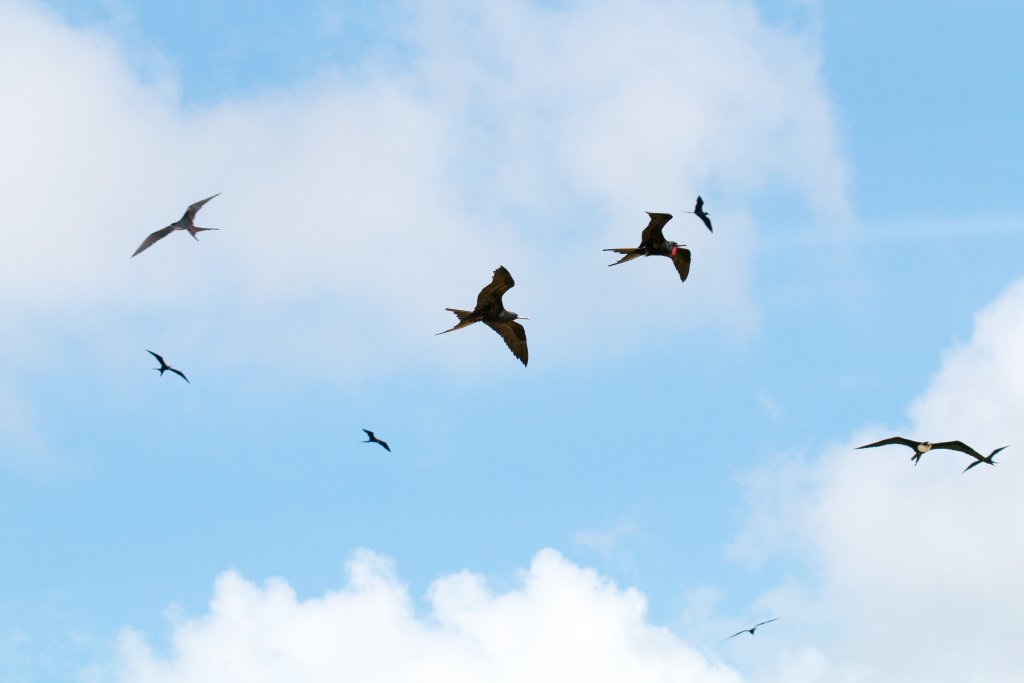 Frigatebirds