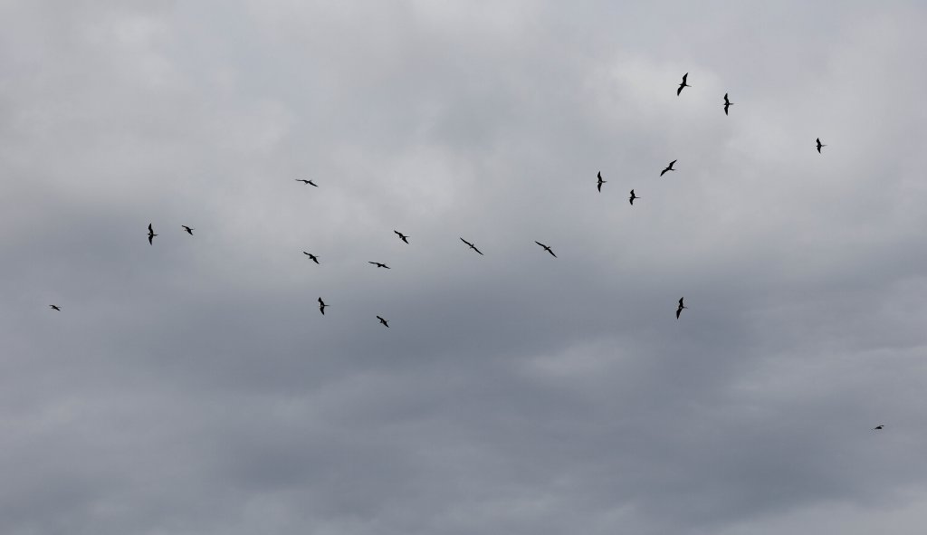 Frigatebirds