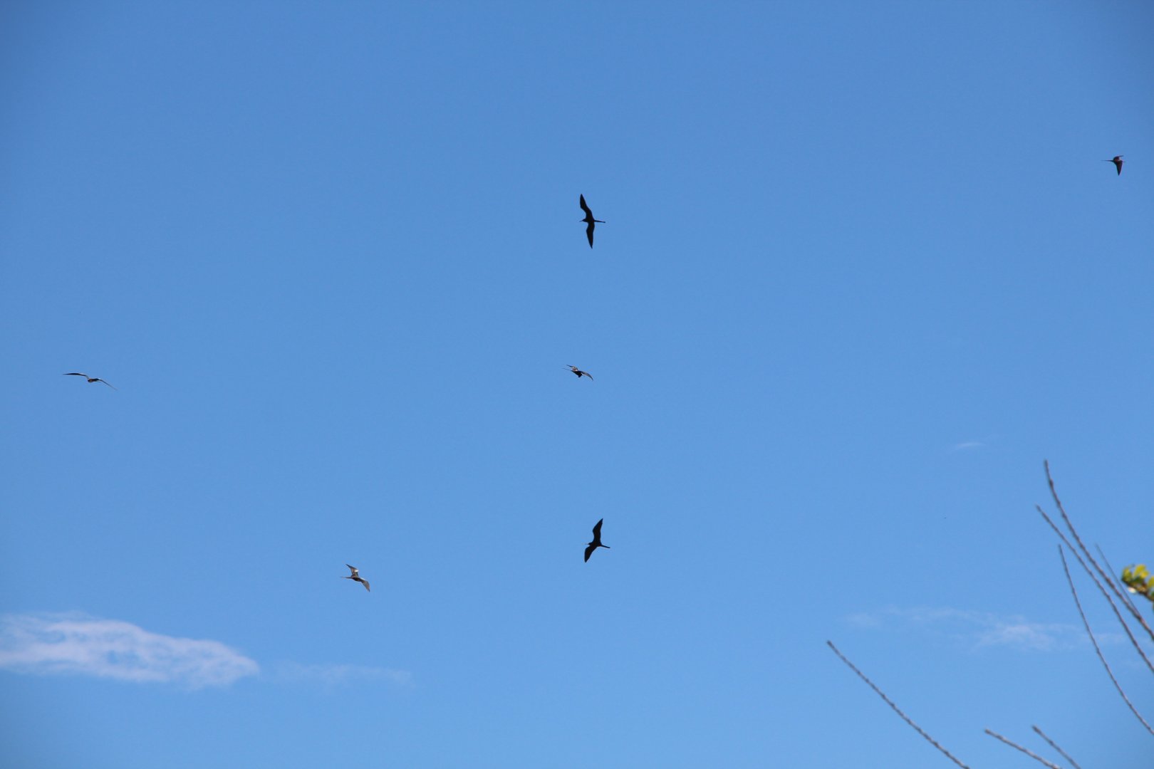Frigatebirds?