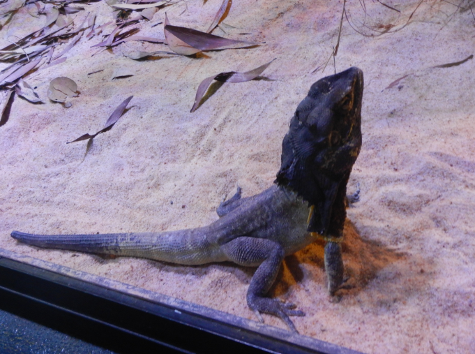 Frill-Neck Lizard