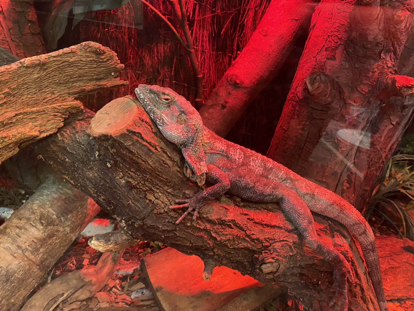 Frill-necked lizard 210621