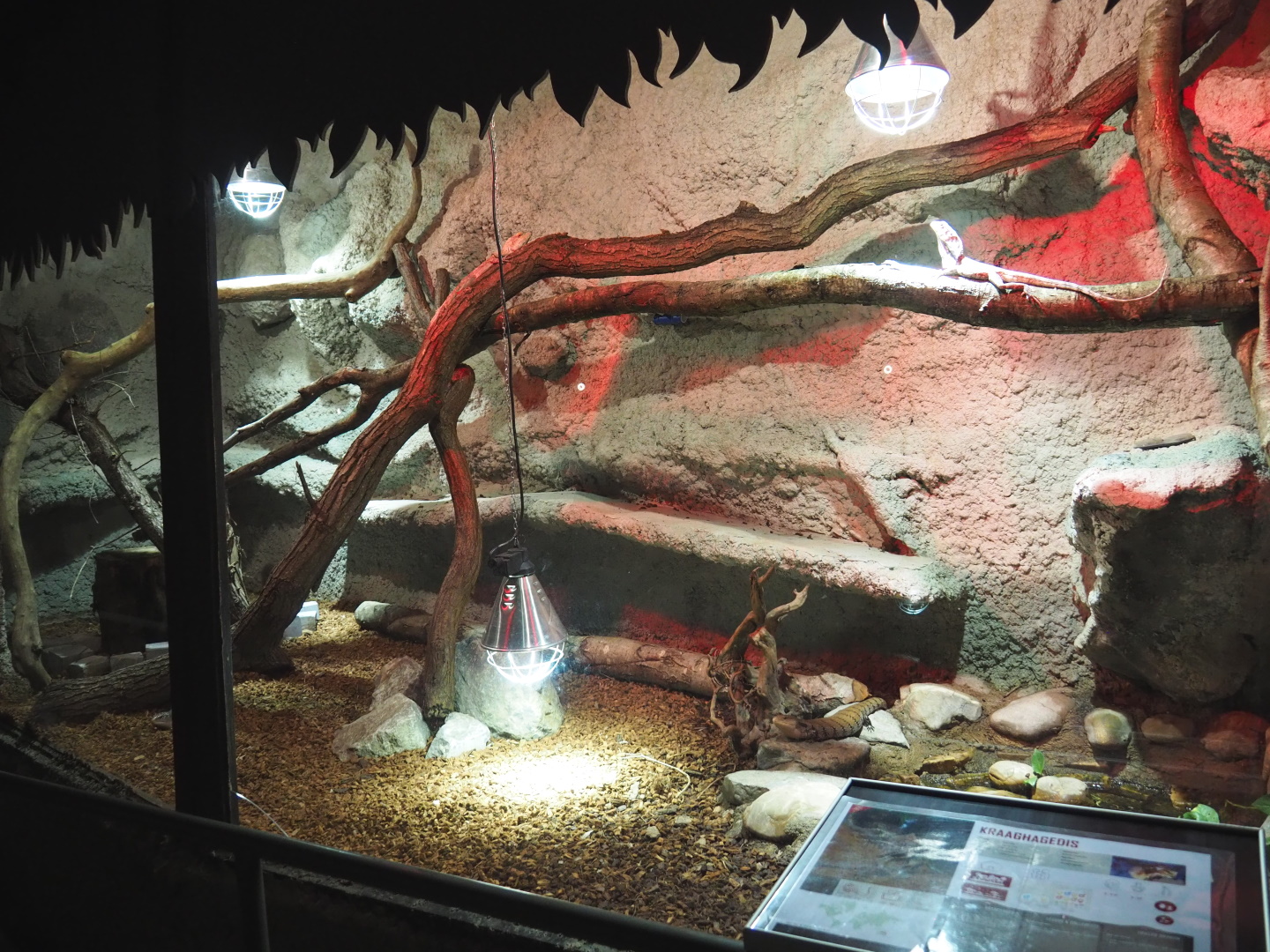 Frill-necked lizard and Blue-tongued skink terrarium, 2021-06-15