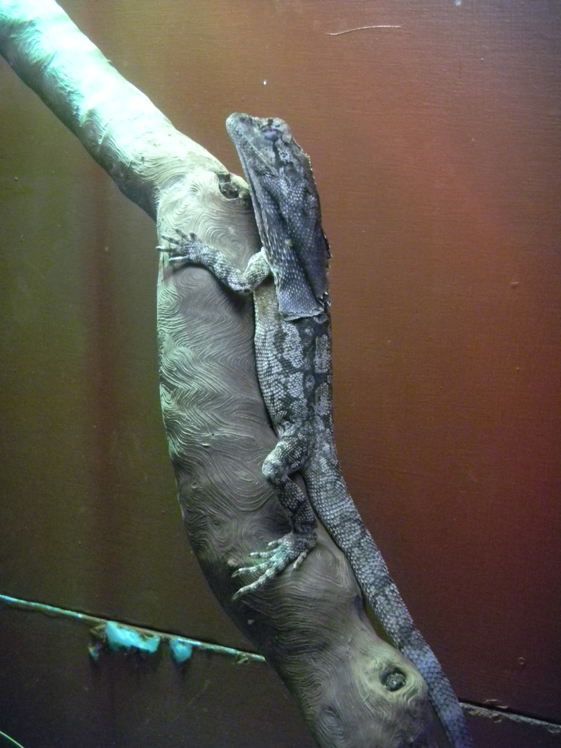 Frill-necked Lizard - Cairns Tropical Zoo 2011