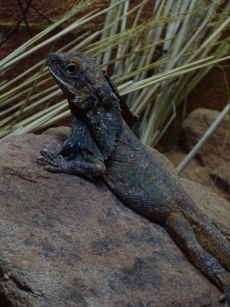 Frill-necked lizard (Chlamydosaurus kingii) (07/22)