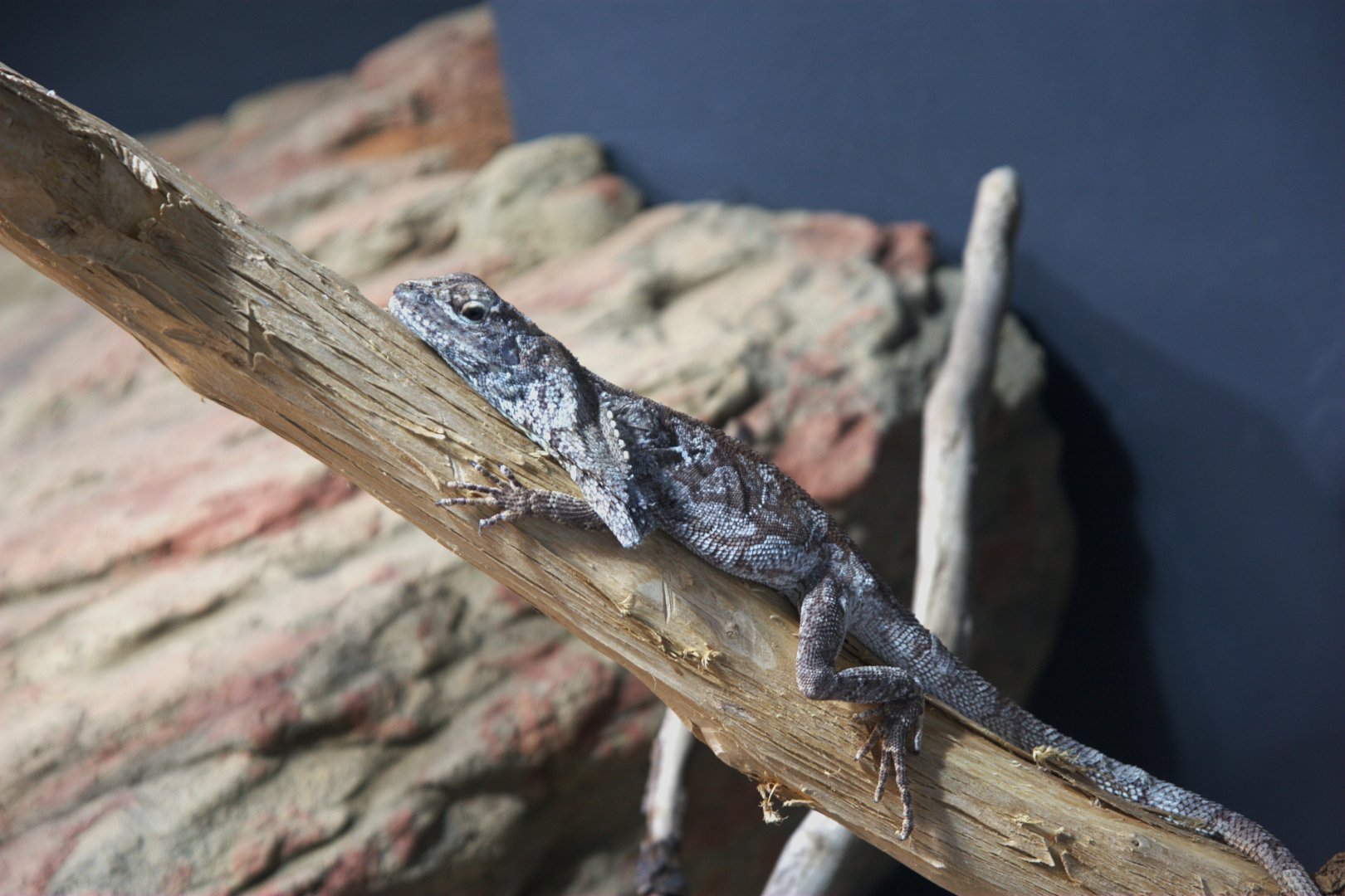 Frill-necked Lizard (Chlamydosaurus kingii), 10-09-25