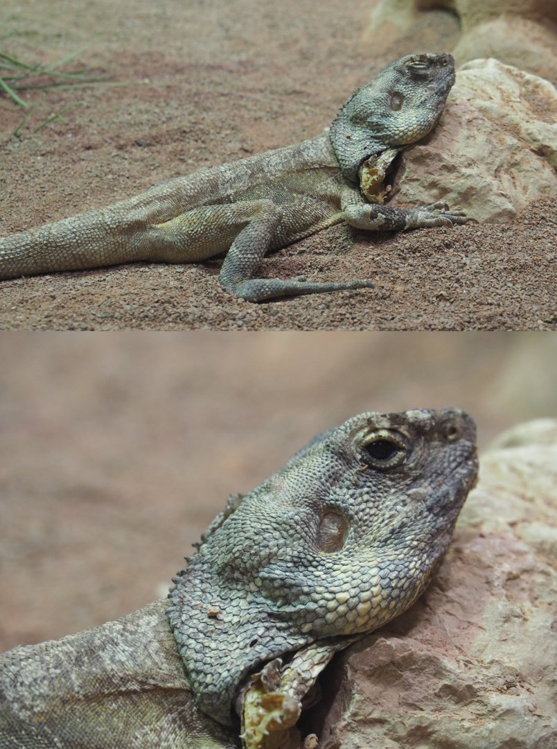 Frill-necked lizard (Chlamydosaurus kingii), 2020-05-24