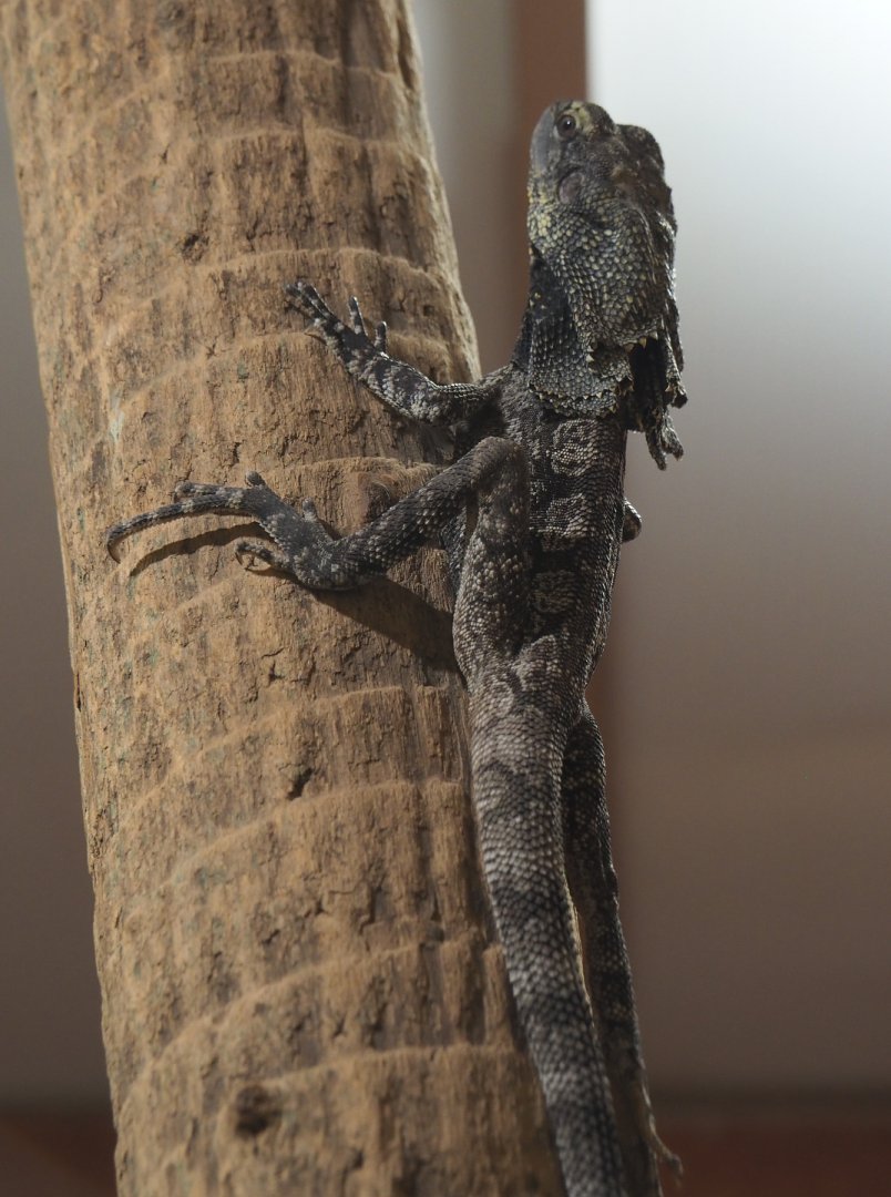 Frill-necked lizard (Chlamydosaurus kingii), 2020-09-20