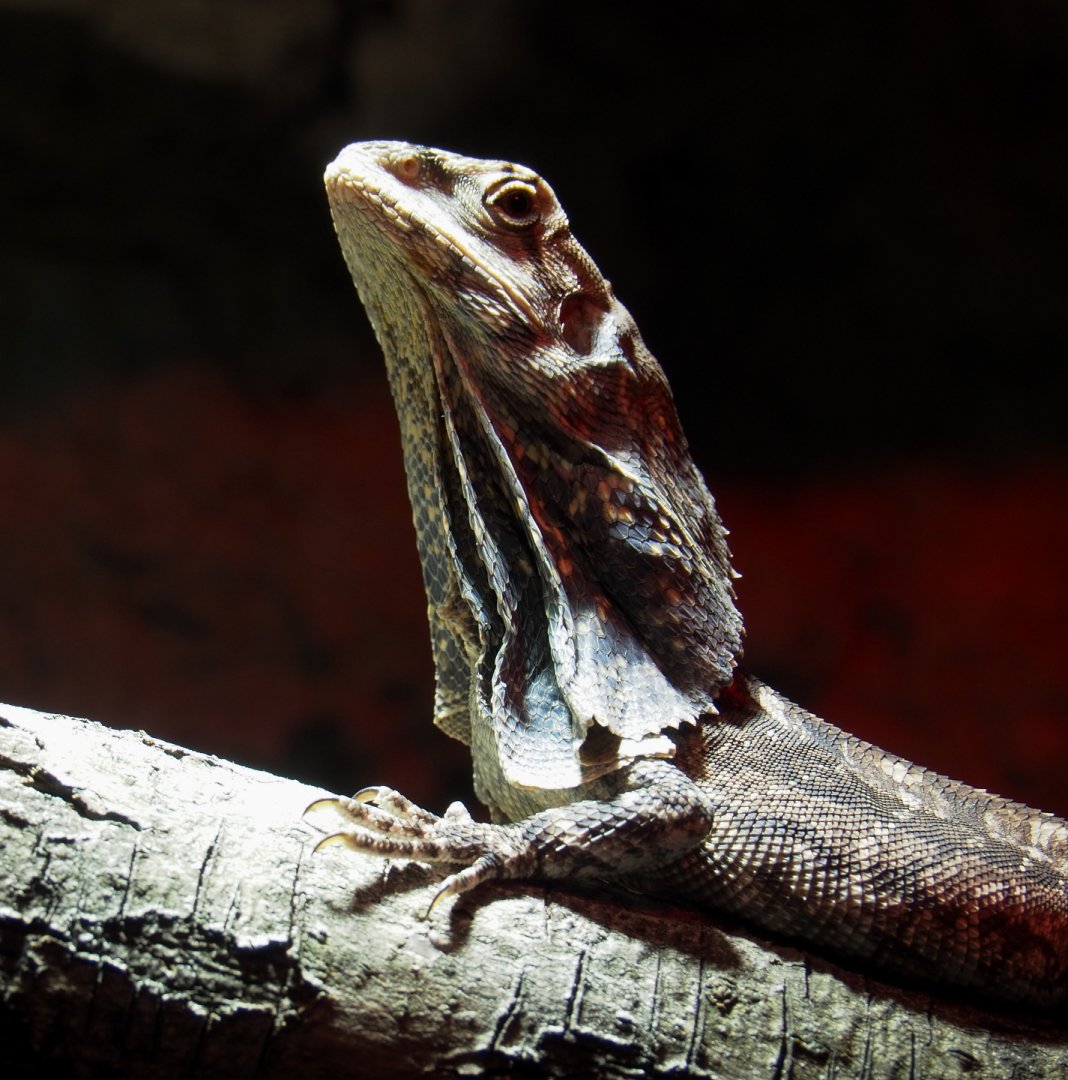 Frill-necked lizard (Chlamydosaurus kingii), 2021-06-15