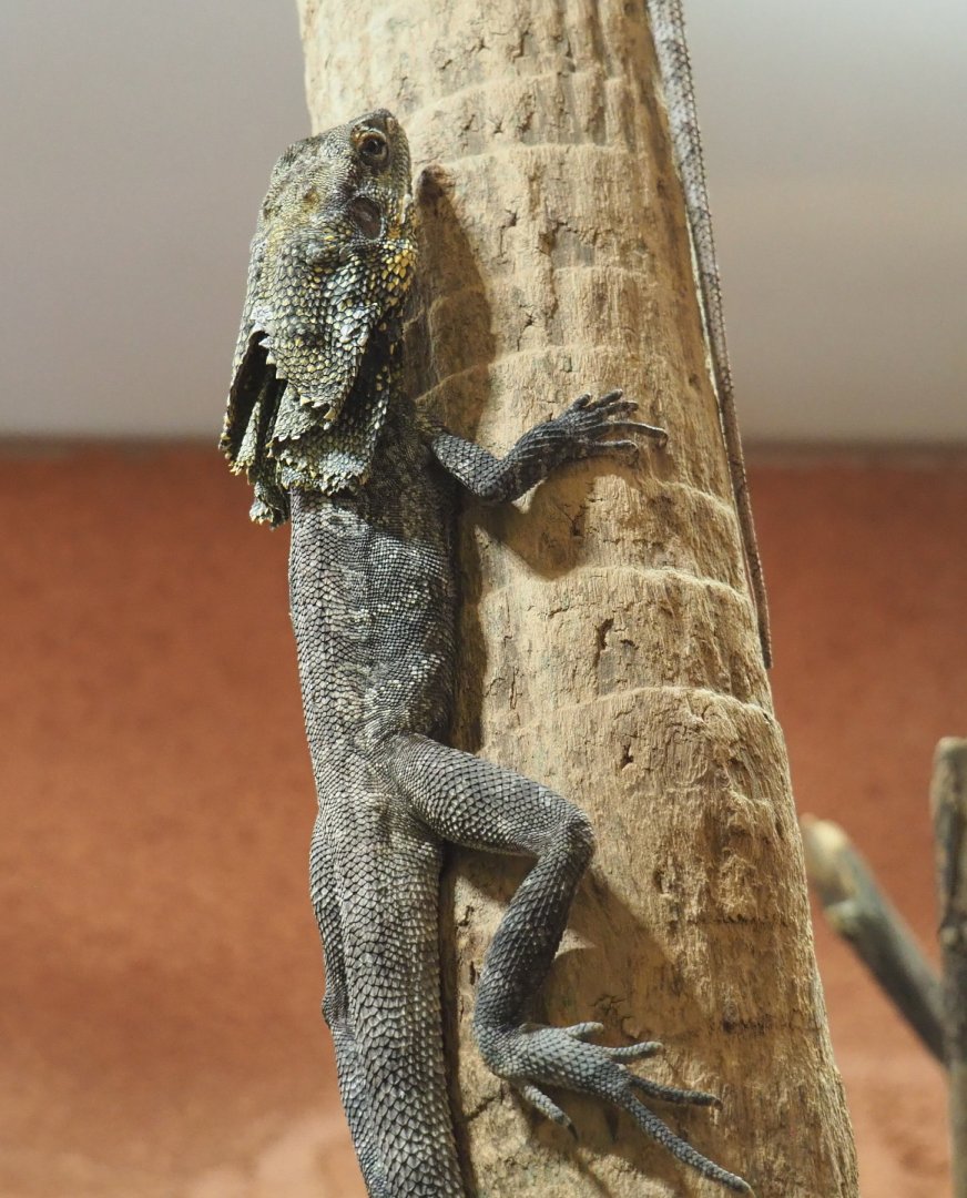 Frill-necked lizard (Chlamydosaurus kingii), 2021-07-17
