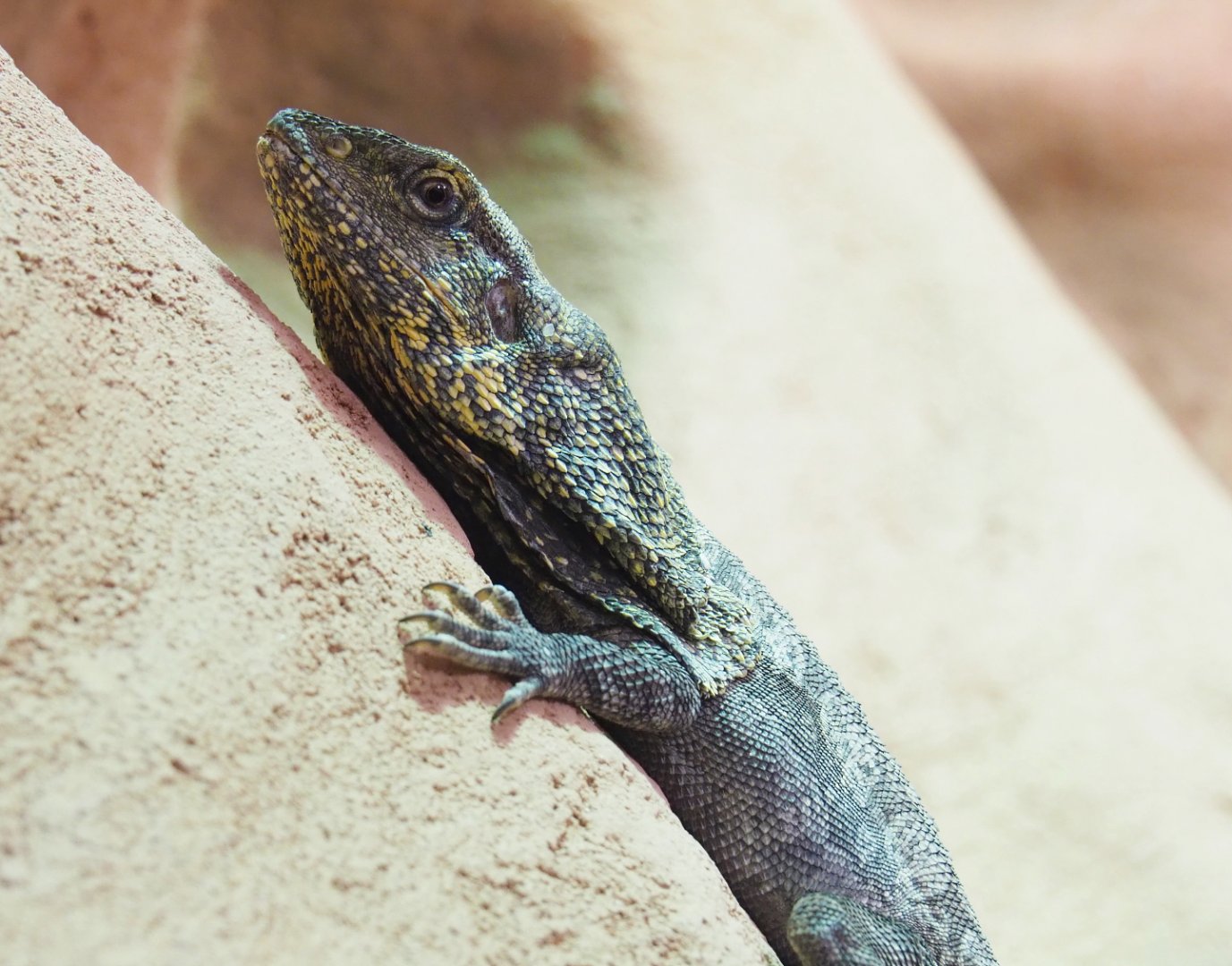 Frill-necked lizard (Chlamydosaurus kingii), 2022-03-16
