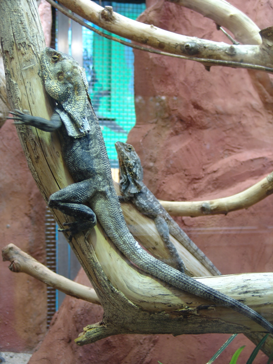 Frill-Necked Lizard (Chlamydosaurus kingii)