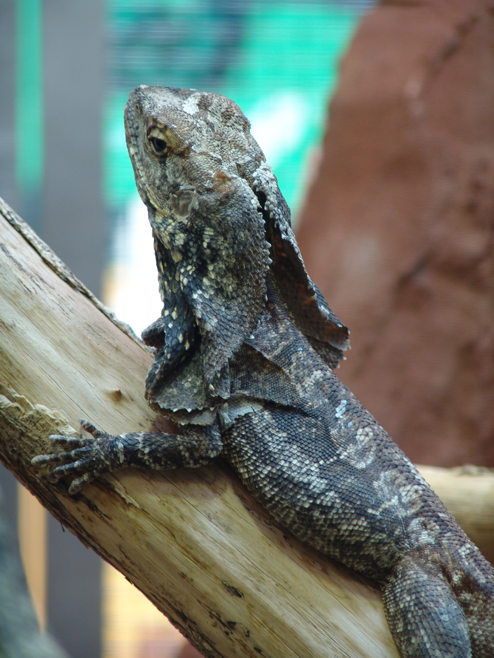 Frill-Necked Lizard (Chlamydosaurus kingii)