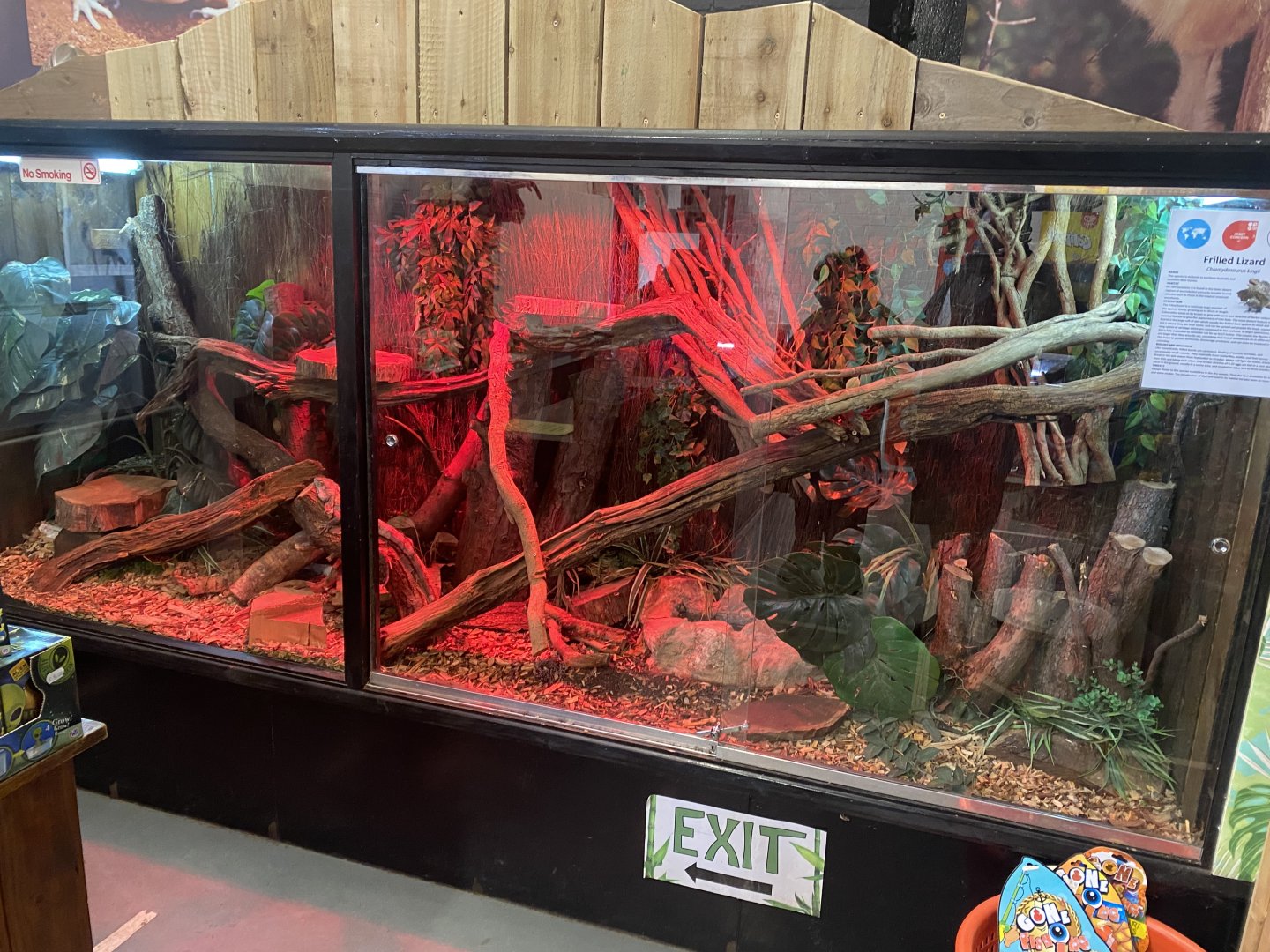 Frill-necked lizard exhibit 210621