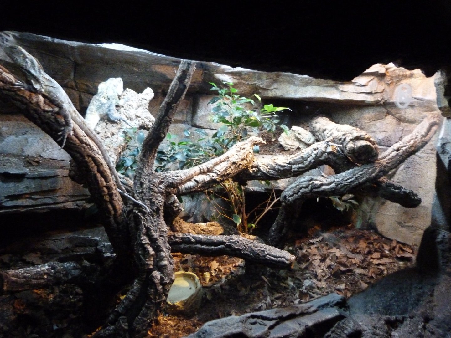 Frill-necked lizard exhibit -Faunia (2025)