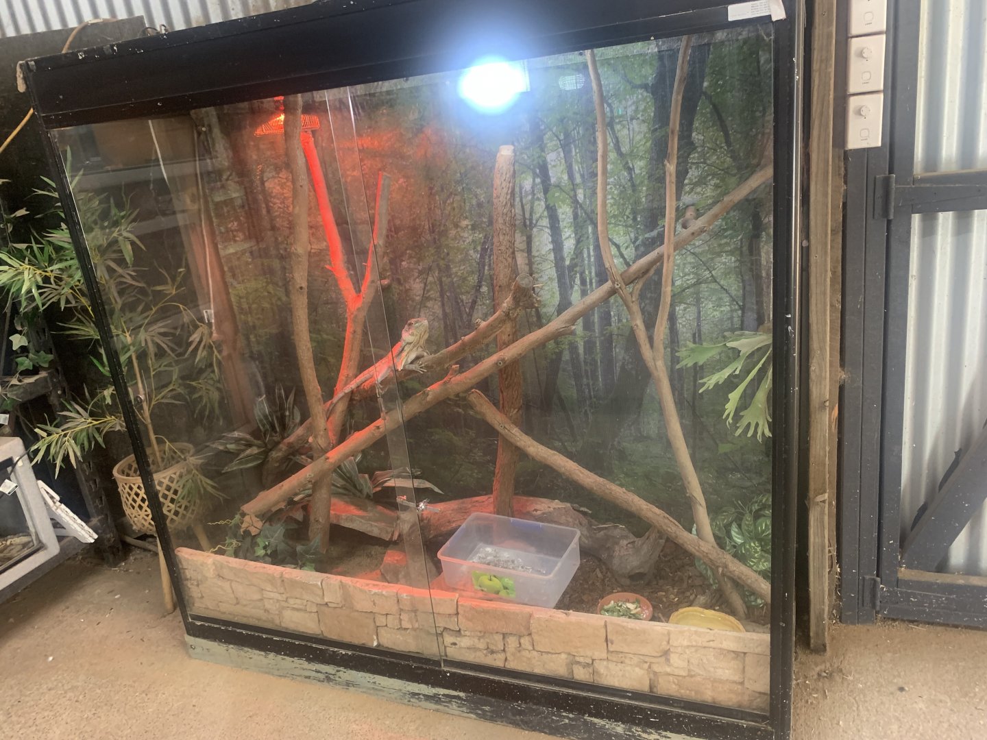 Frill-necked Lizard exhibit (inside the Barn)