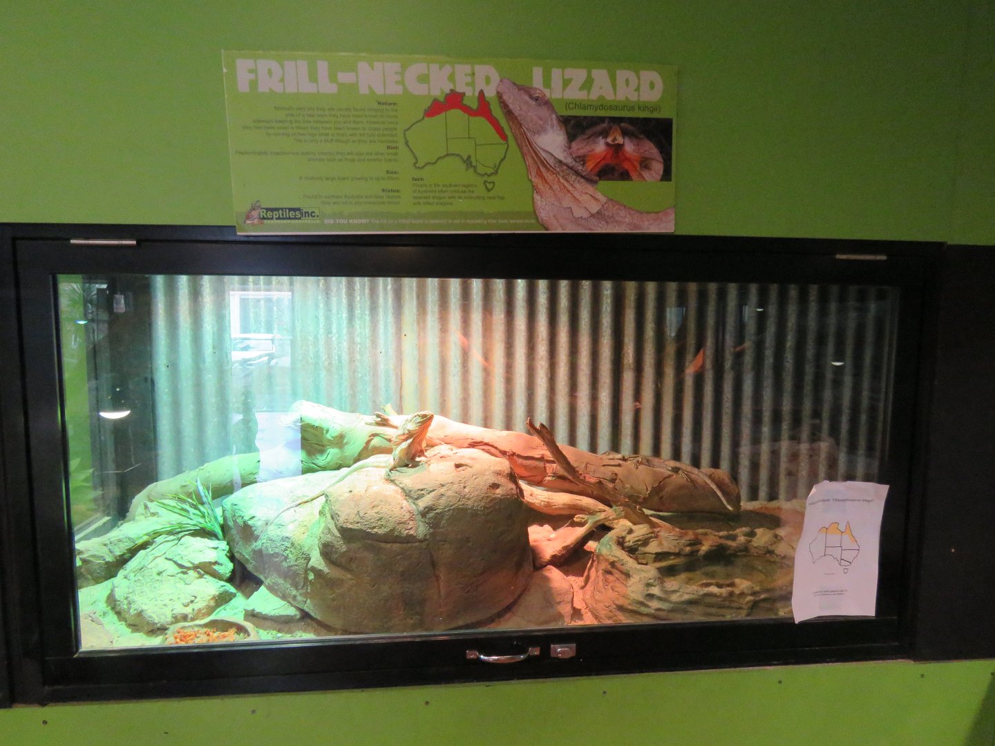 Frill Necked Lizard Exhibit