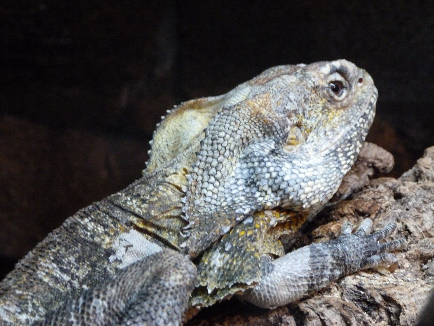 Frill-necked lizard -Faunia (2025)