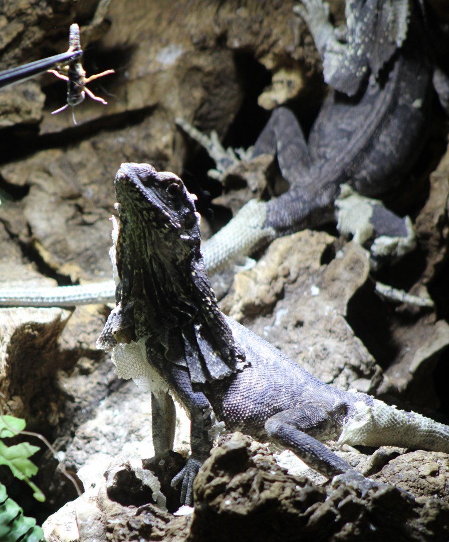 Frill-necked lizard getting fed