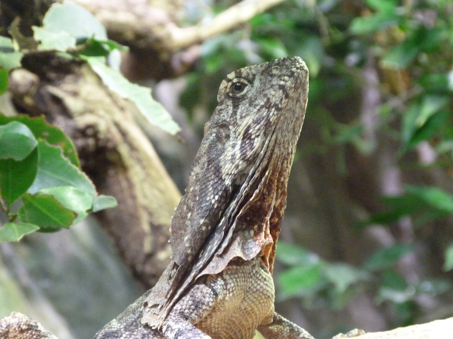 Frill-necked lizard -Zoo Praha (2025)