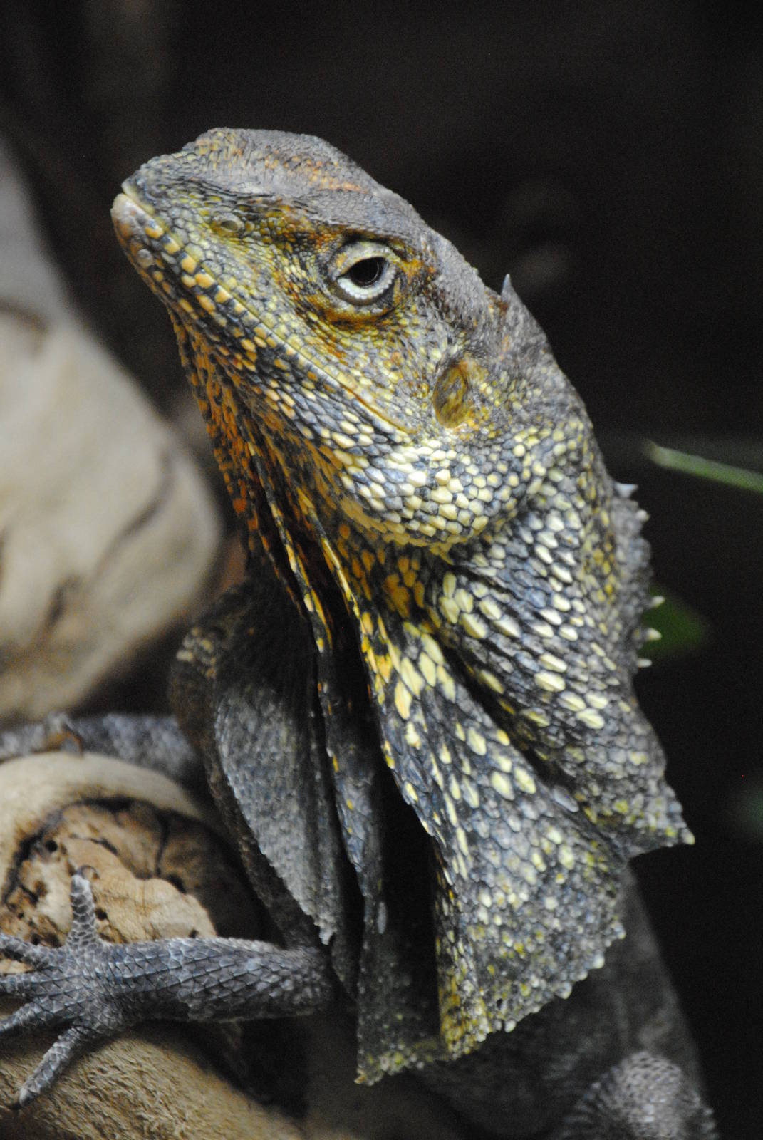 Frill-necked lizard