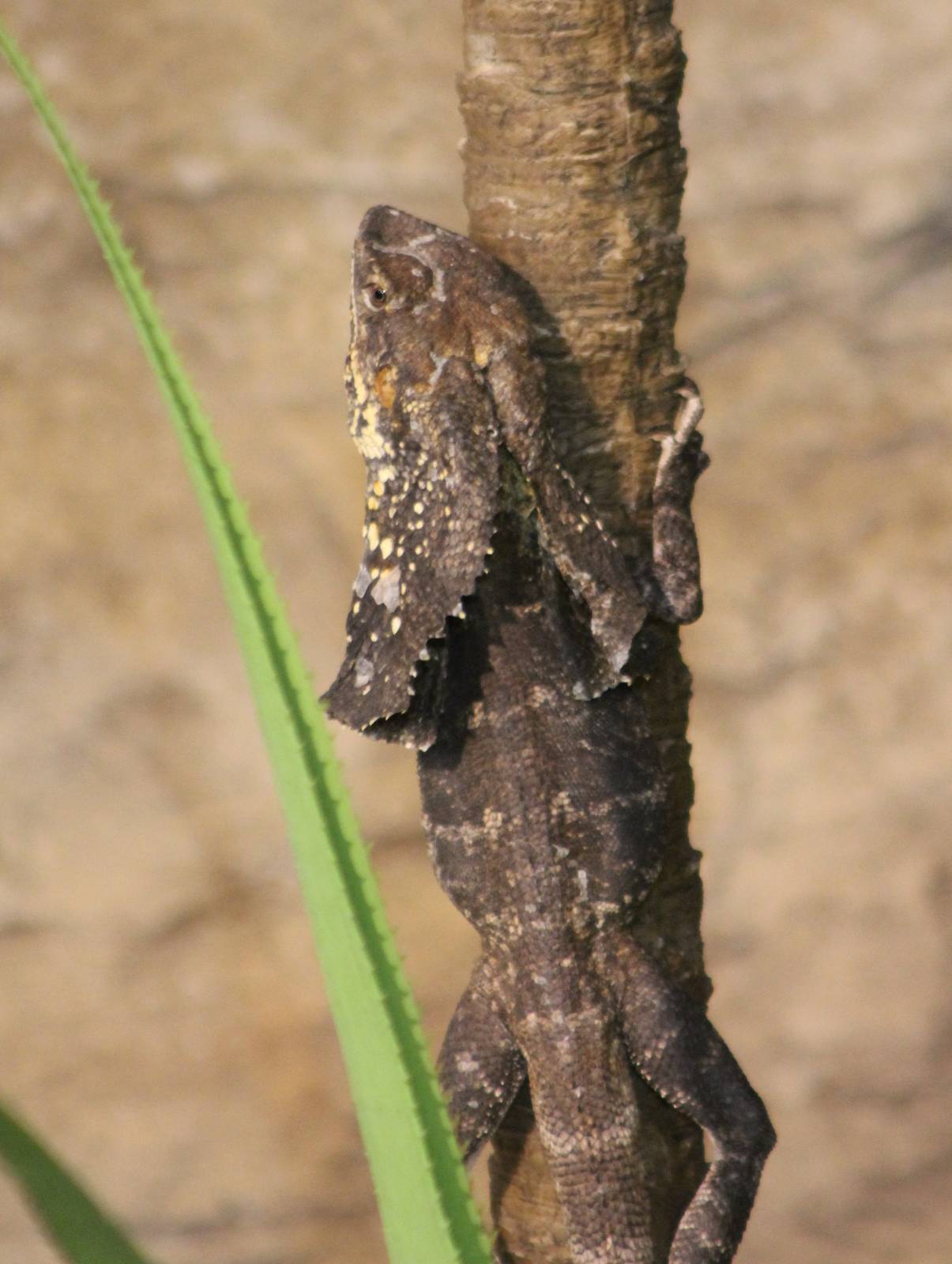 Frill-necked lizard