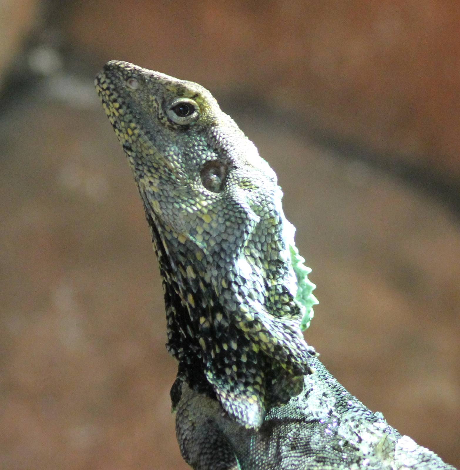 Frill-necked lizard