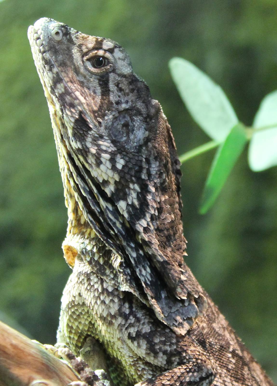 Frill-necked lizard