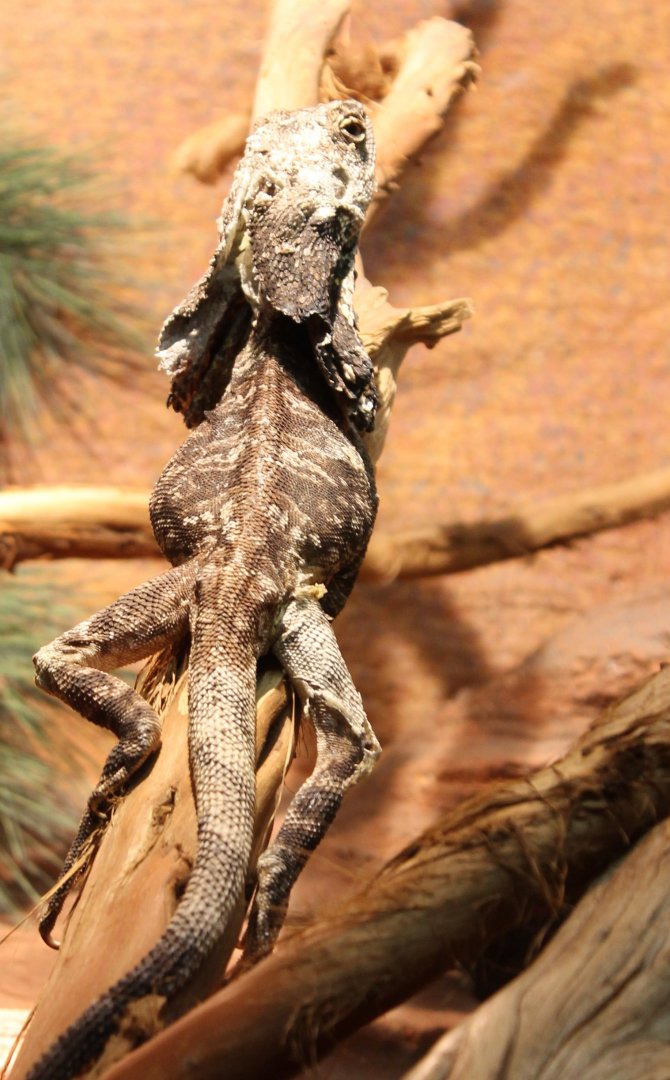 Frill-necked lizard