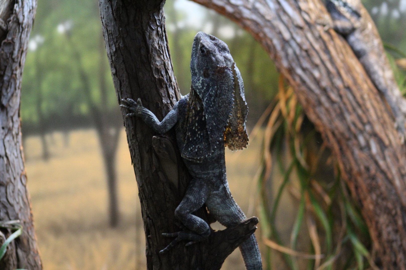 Frill-Necked Lizard