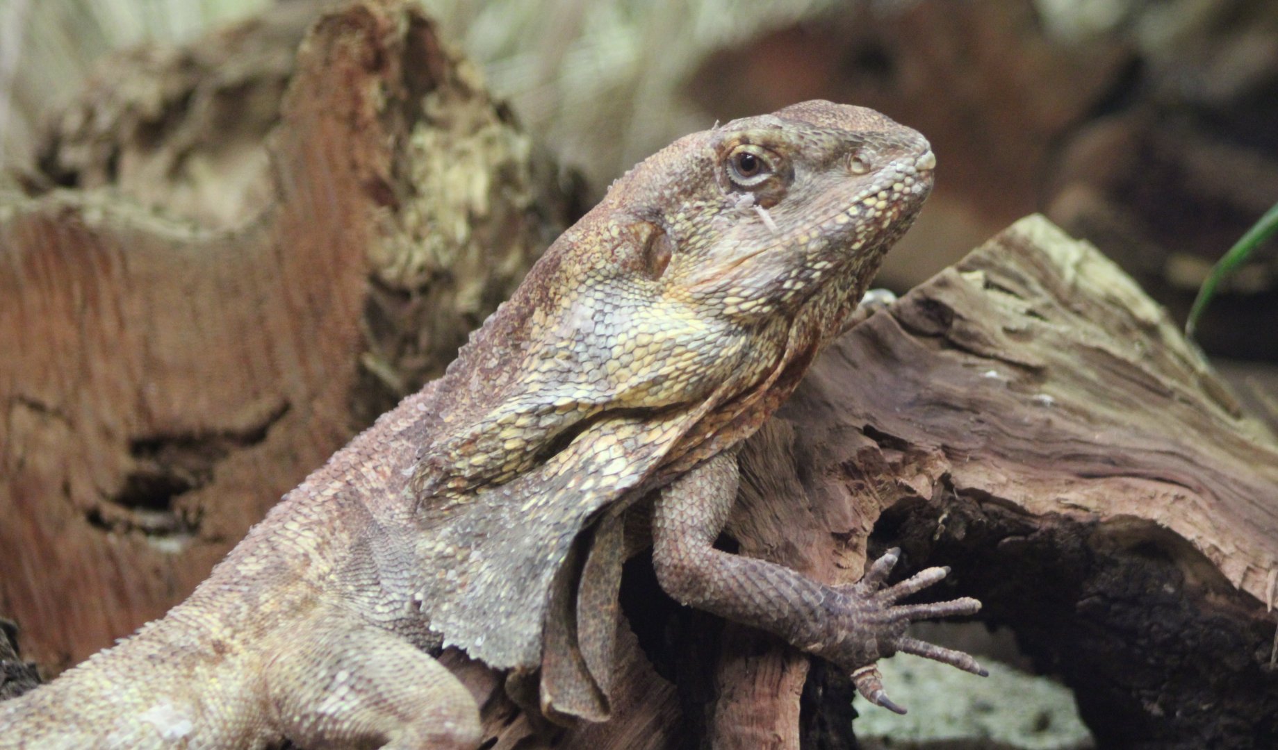 Frill-necked lizard