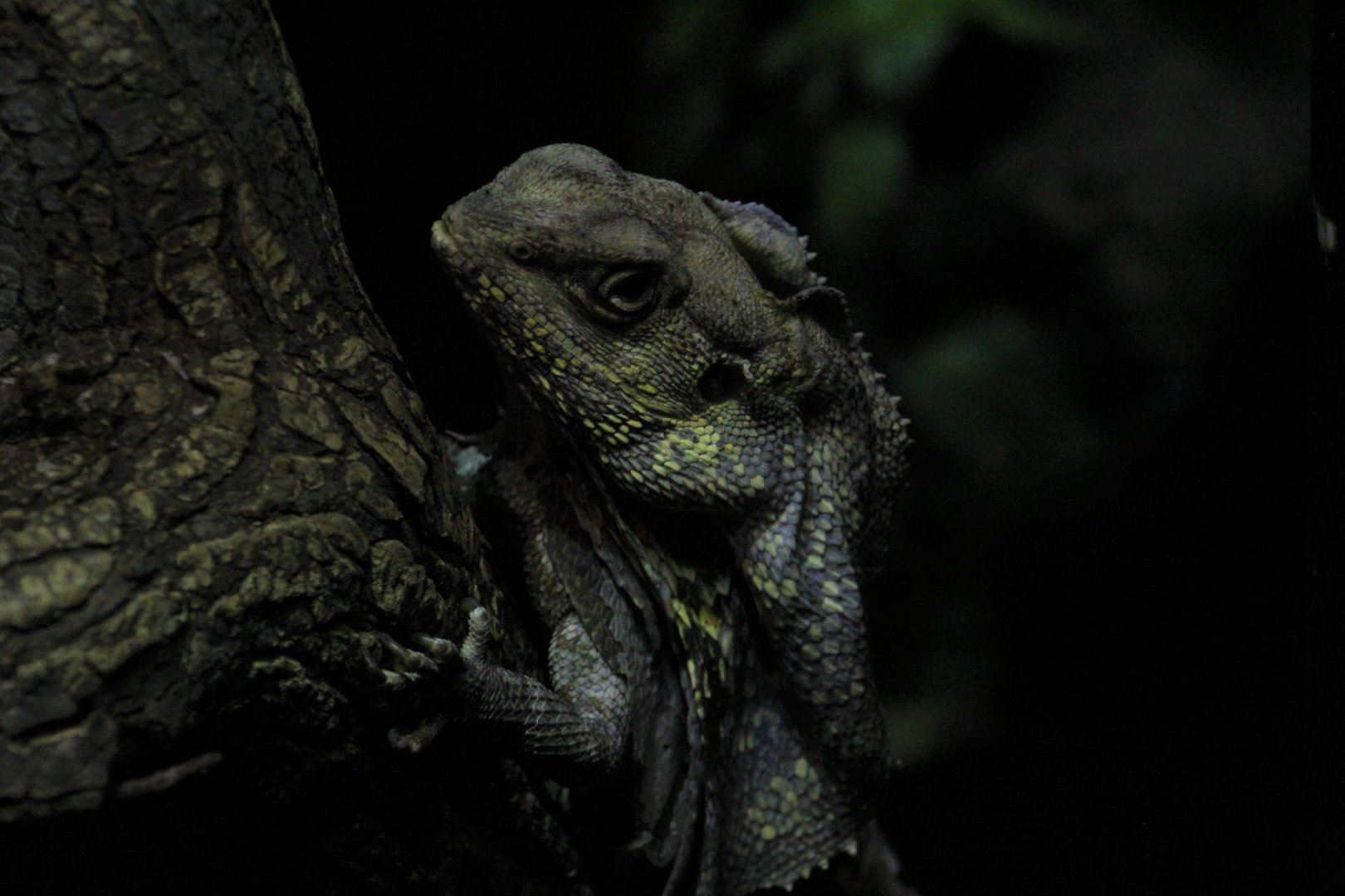 Frill-Necked Lizard