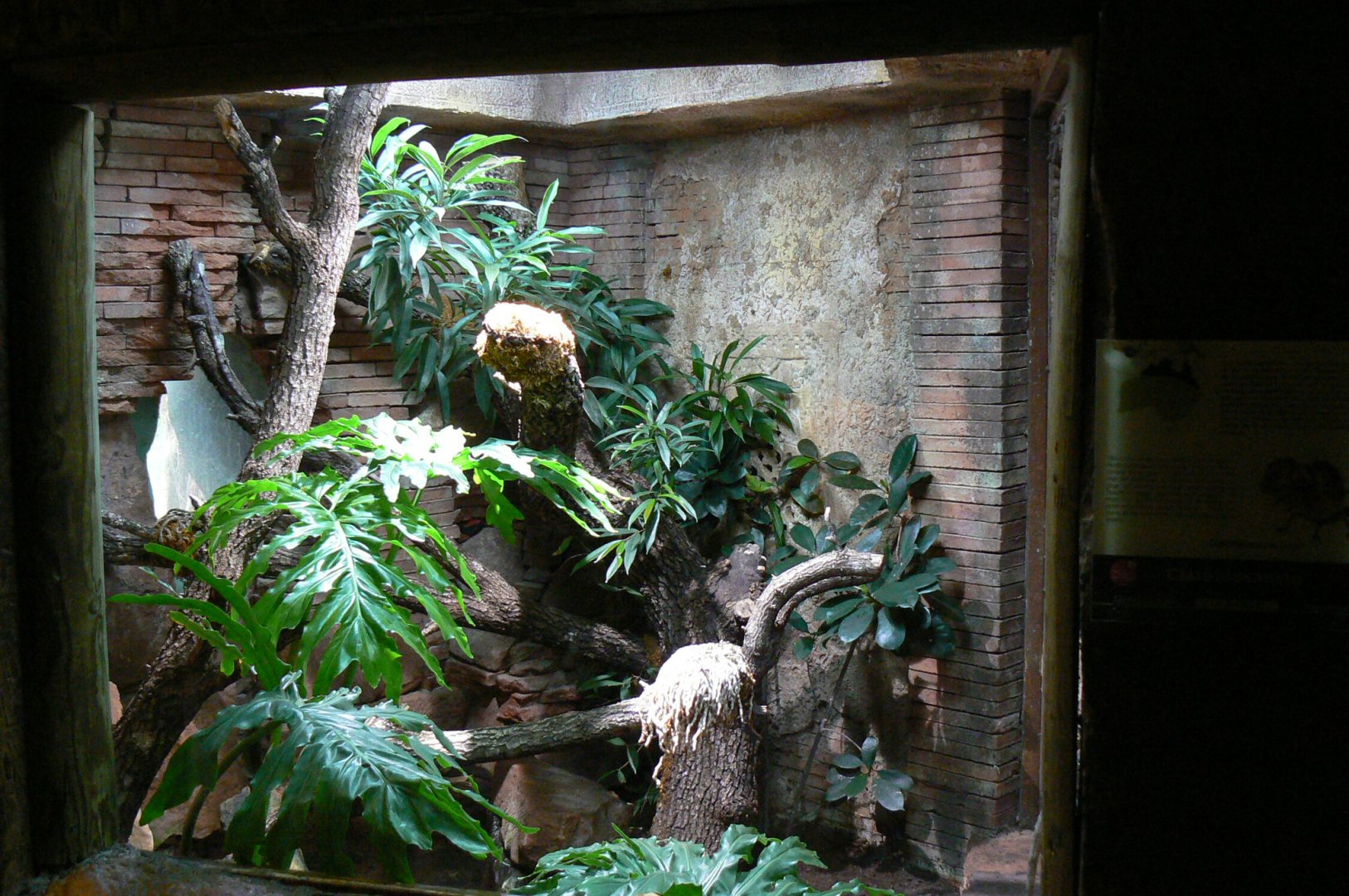 Frill-necked lizards terrarium