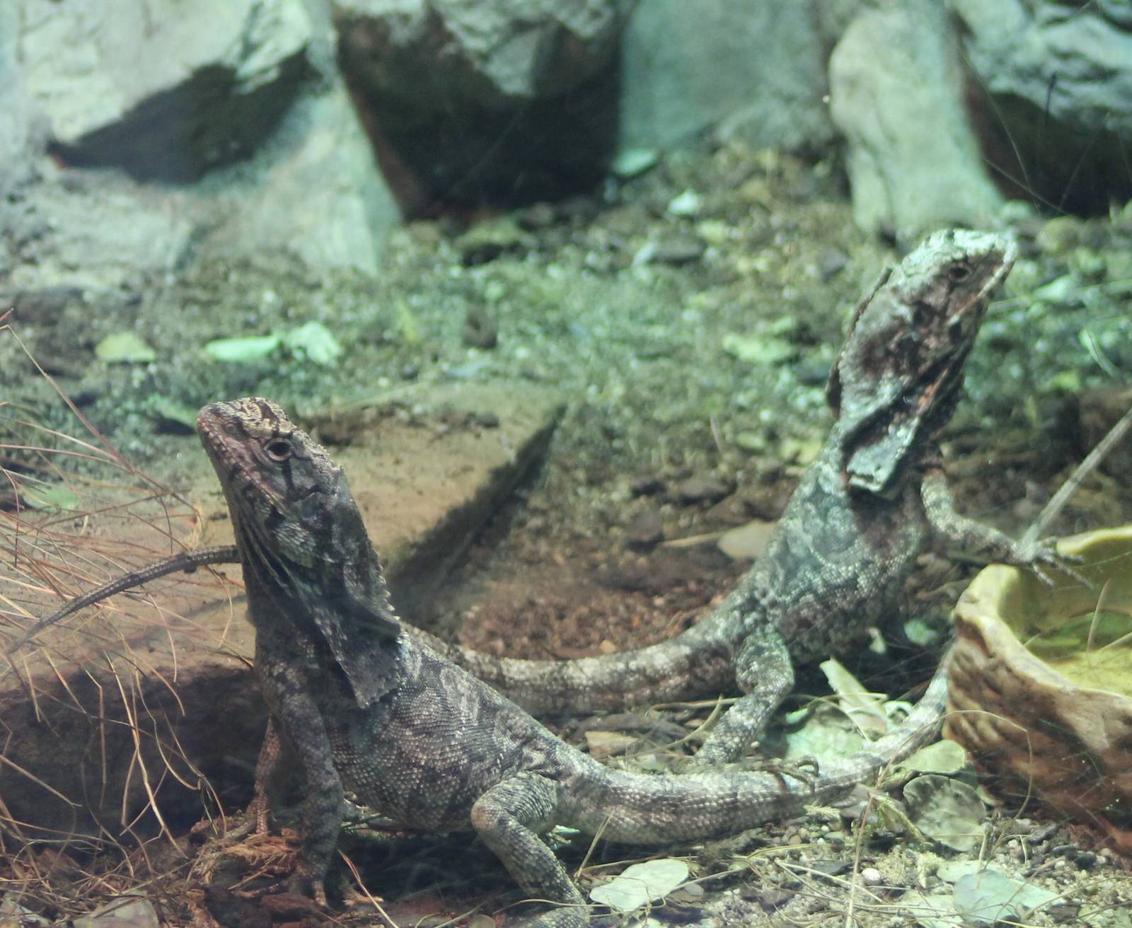 Frill-necked lizards