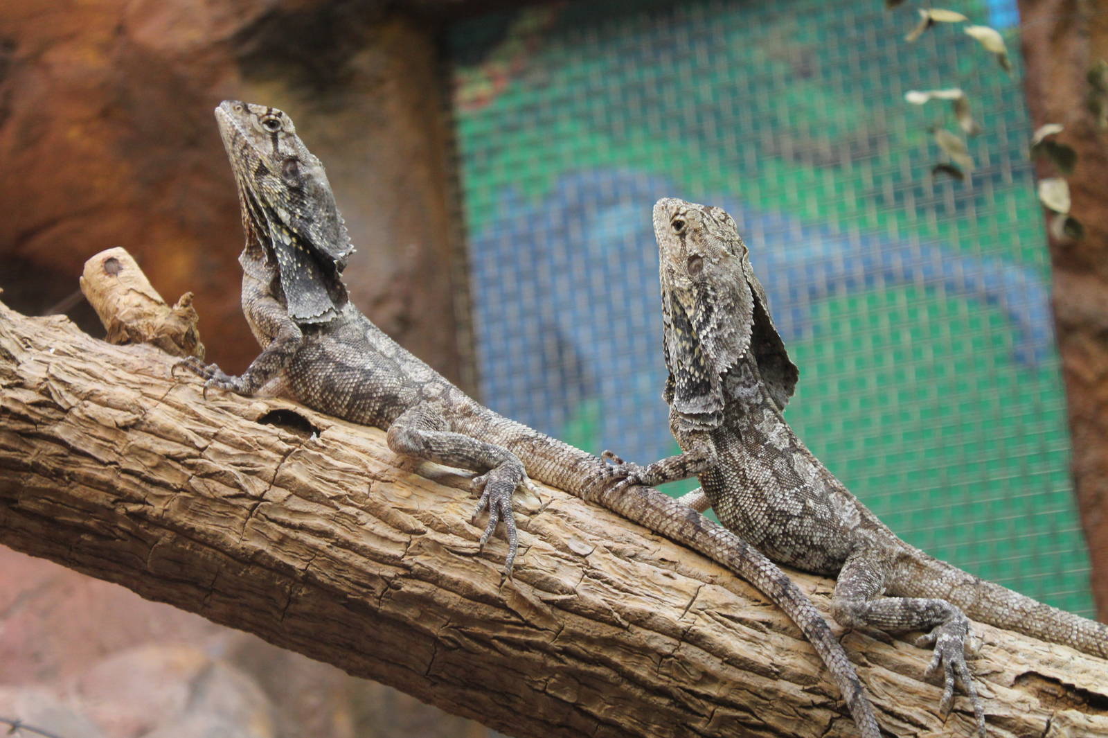 Frill-necked Lizards
