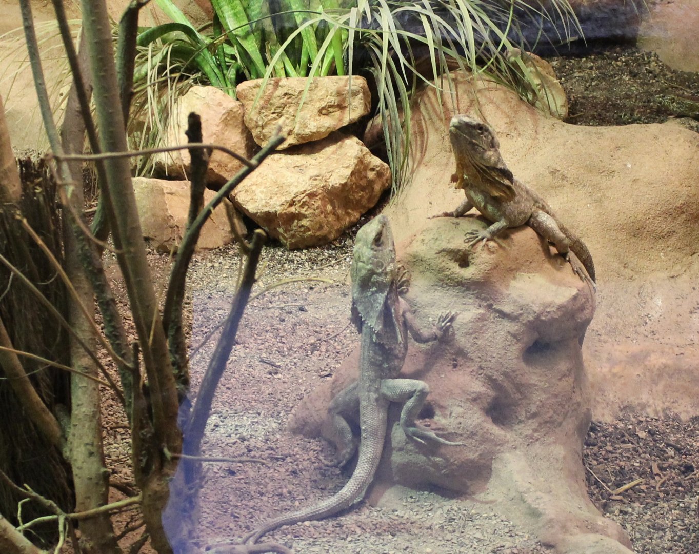 Frill-necked lizards