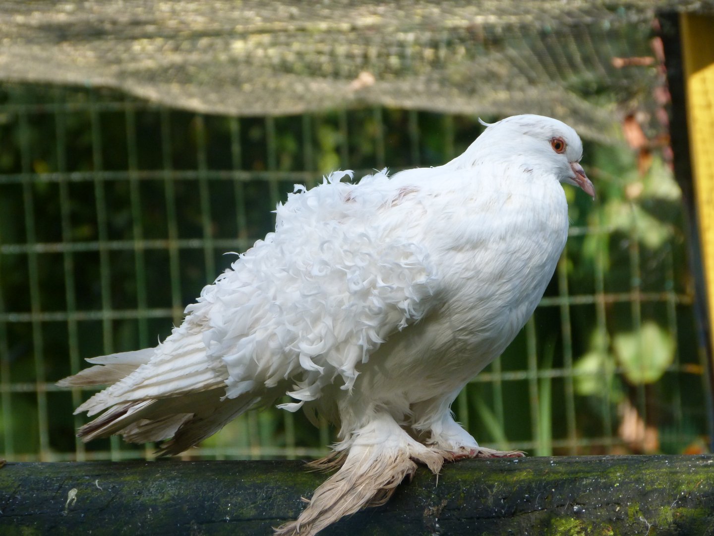 Frillback pigeon -Zoo de Santillana del Mar (2024)