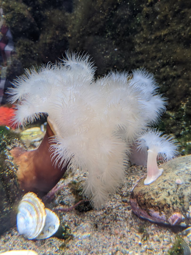 Frilled anemone (?) - 03-09-2020