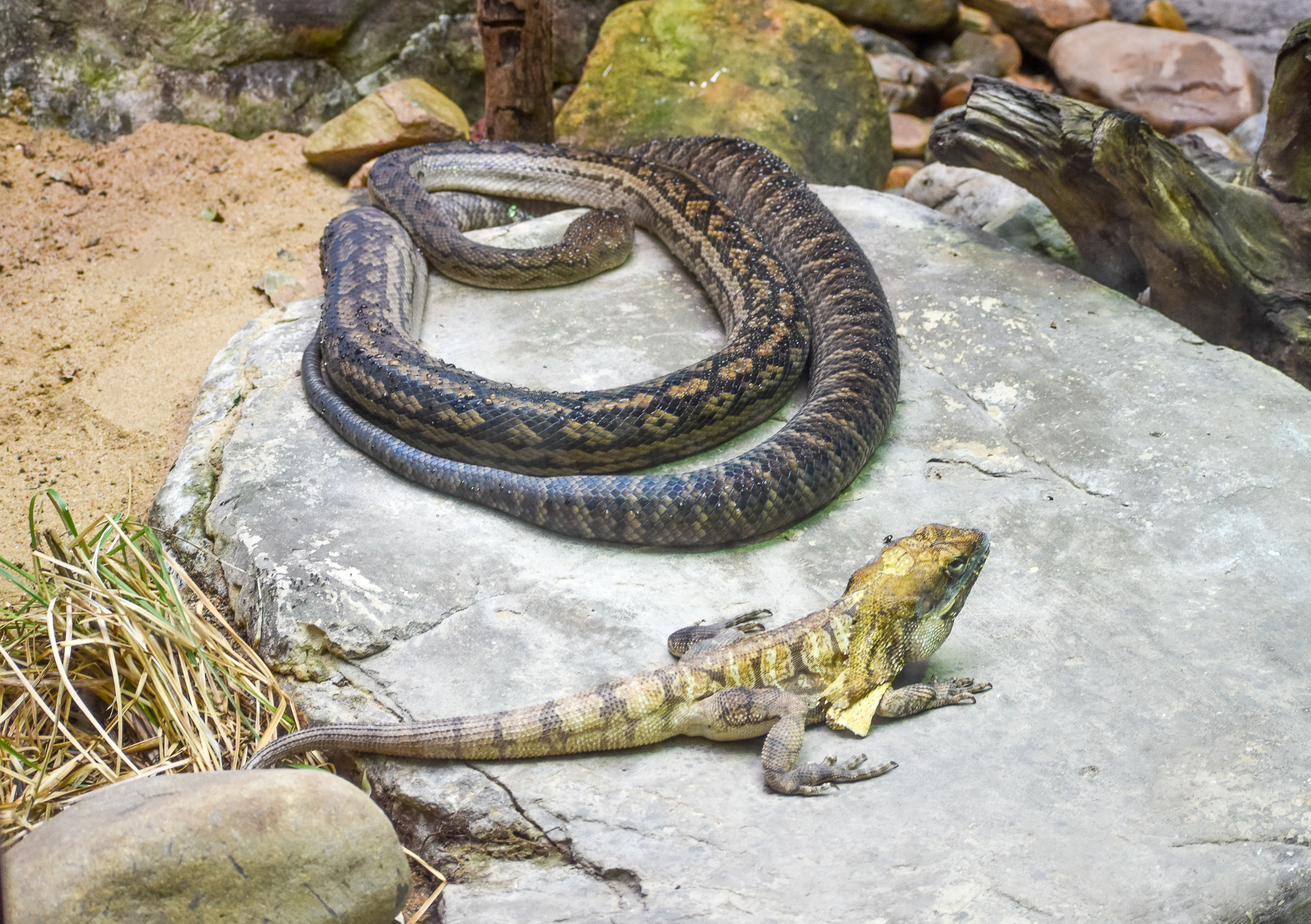 Frilled Dragon and Australian Scrub Python