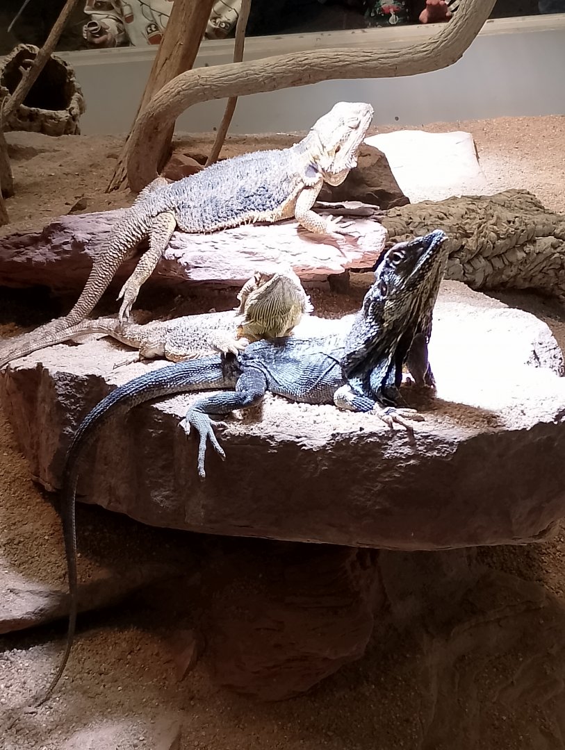 Frilled dragon and bearded dragon