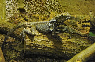 frilled dragon at Blackbrook