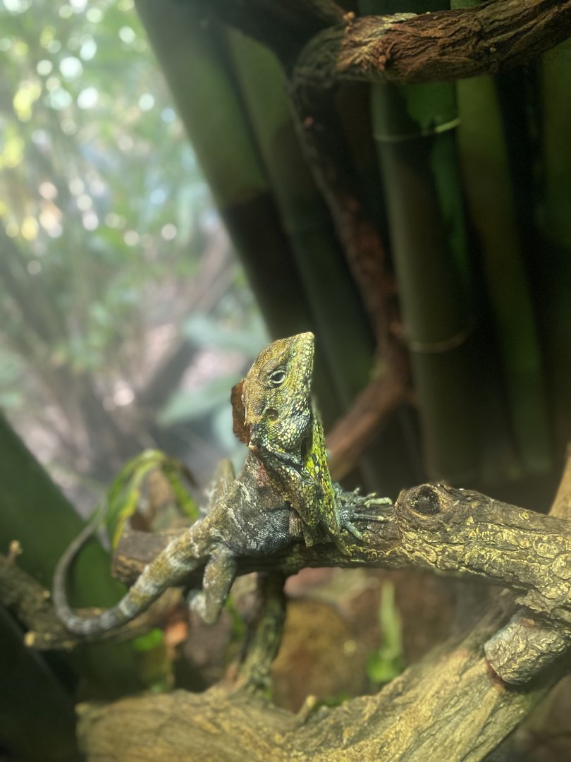 Frilled Dragon - Bronx Zoo