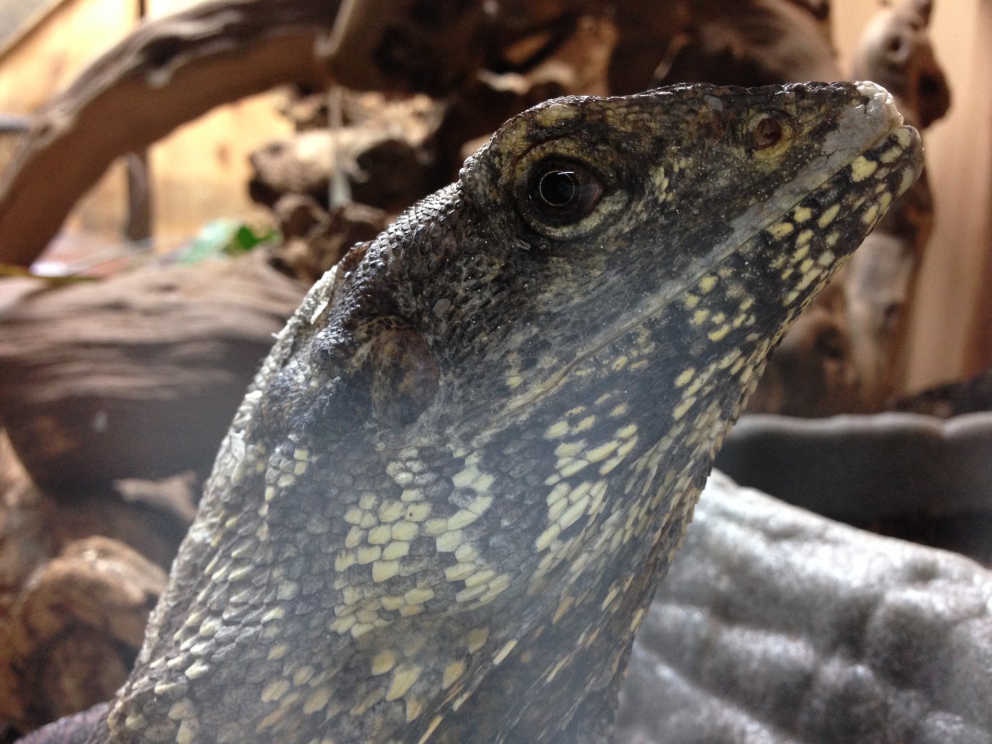 Frilled Dragon - (Chlamydosaurus Kingii)