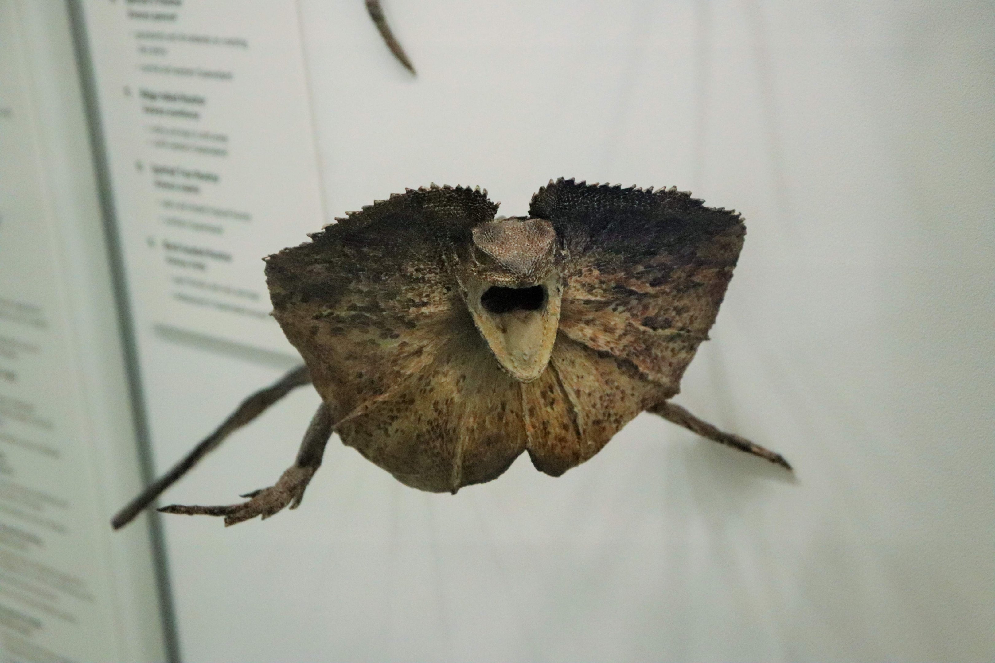 Frilled Dragon (Chlamydosaurus kingii)